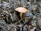 Szemcsésnyelű fenyőtinóru (Suillus granulatus), Budai-hegység. Okkeres, barnás színű, ragadós kalap, lehúzható kalapbőr
